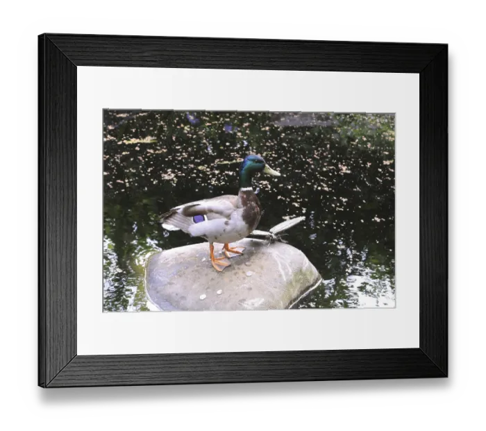 Framed Print : Birds, american duck in Bronx zoo