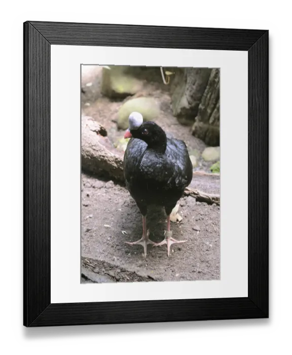 Framed Print : Birds, helmeted curassow in Bronx zoo Framed Print : Birds, helmeted curassow in Bronx zoo