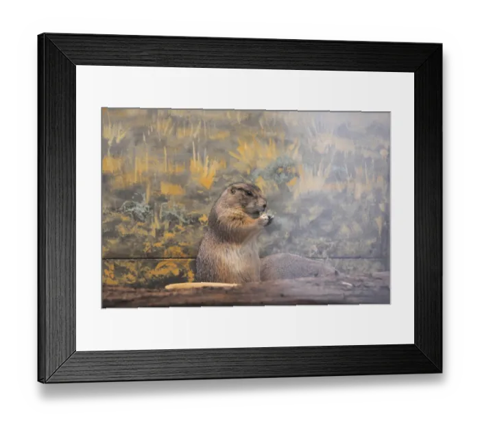 Framed Print : Black tailed prairie dog in Smithsonian National Zoo Framed Print : Black tailed prairie dog in Smithsonian National Zoo