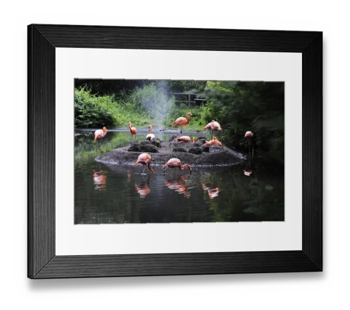 Framed Print : Birds, American flamingos in Bronx zoo