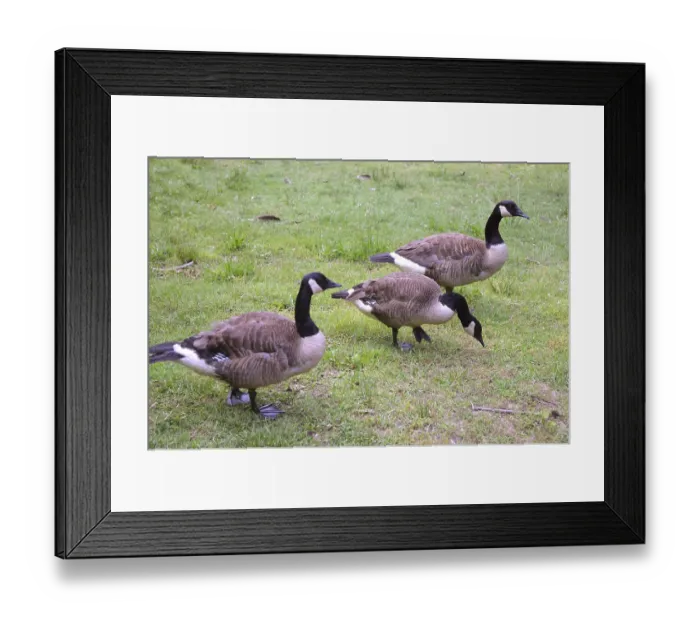 Framed Print : Birds, American ducks in Kenilworth aquatic garden