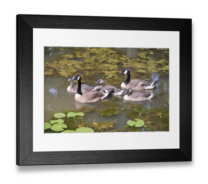 Framed Print : Birds, American ducks in Kenilworth aquatic garden
