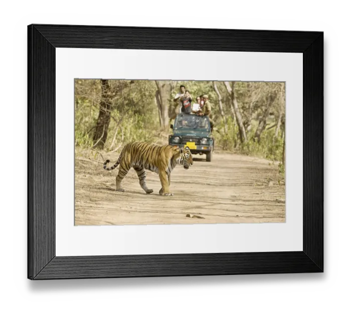 Framed Print : Tiger panthera tigris and tourists jeep