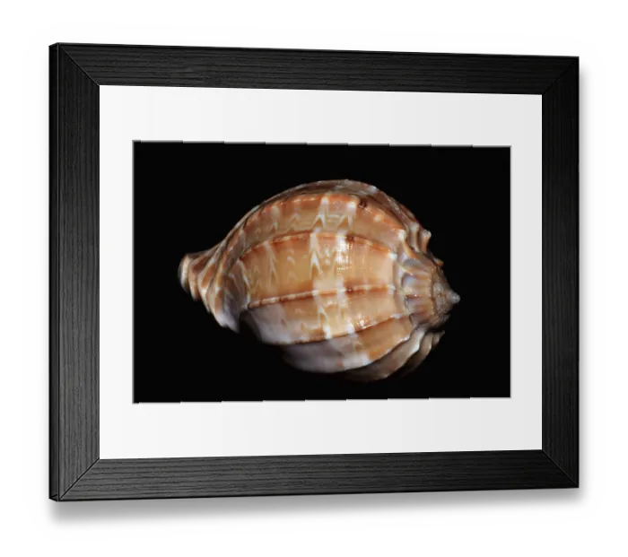 Framed Print : Seashell Harpa, India, Asia