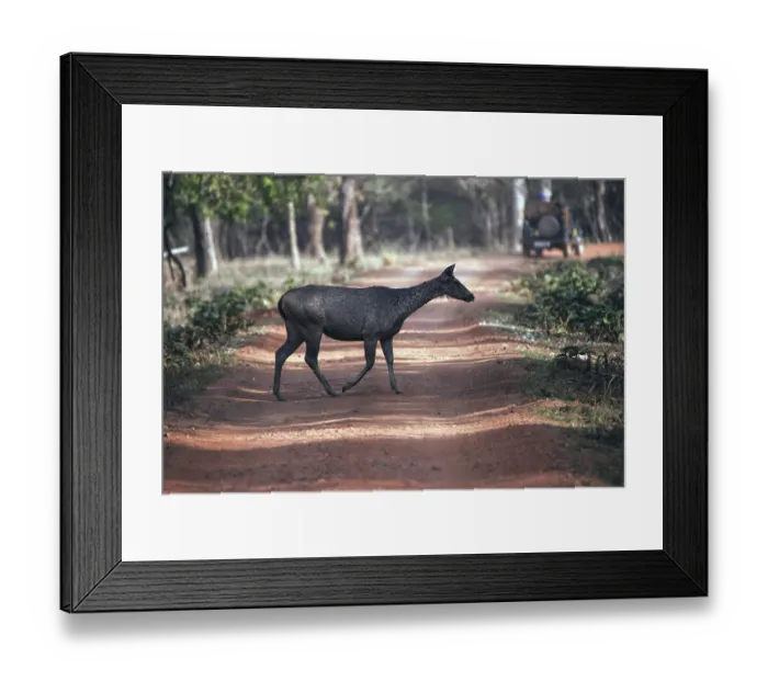 Framed Print : Nilgai doe, tadoba national park