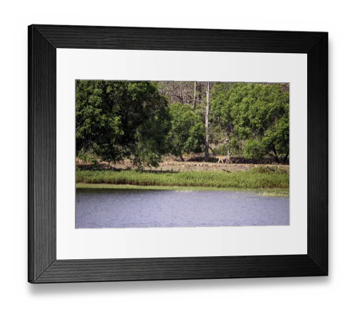 Framed Print : Tigress maya, tadoba national park Framed Print : Tigress maya, tadoba national park