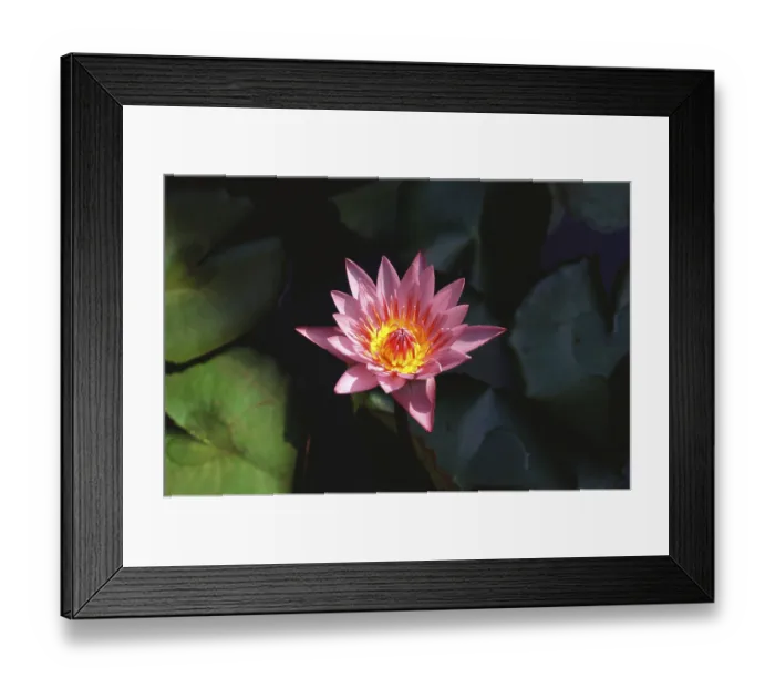 Framed Print : Lotus flower, Ratnagiri, Maharashtra, India