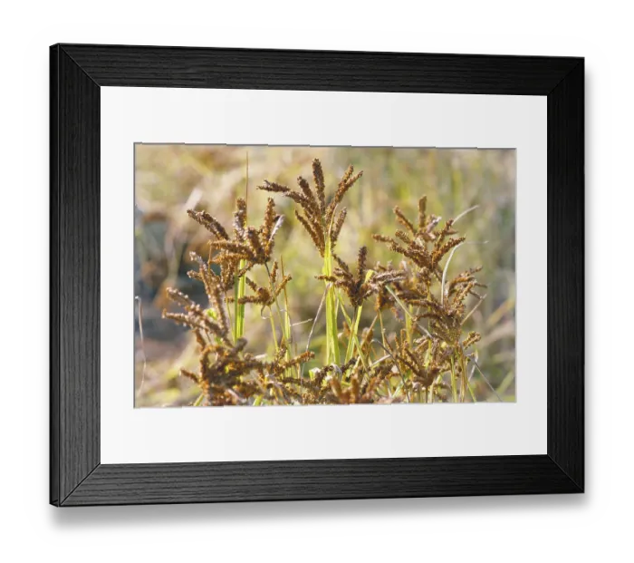 Framed Print : Nachni crops in field, India