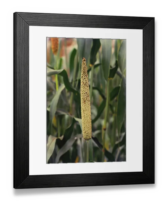 Framed Print : Crop bajra, India Framed Print : Crop bajra, India