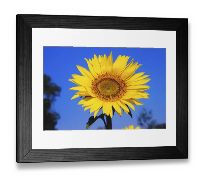 Framed Print : Sunflower helianthus annuus