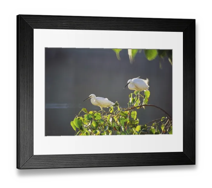 Framed Print : Birds, egret pair on tree, Jodhpur