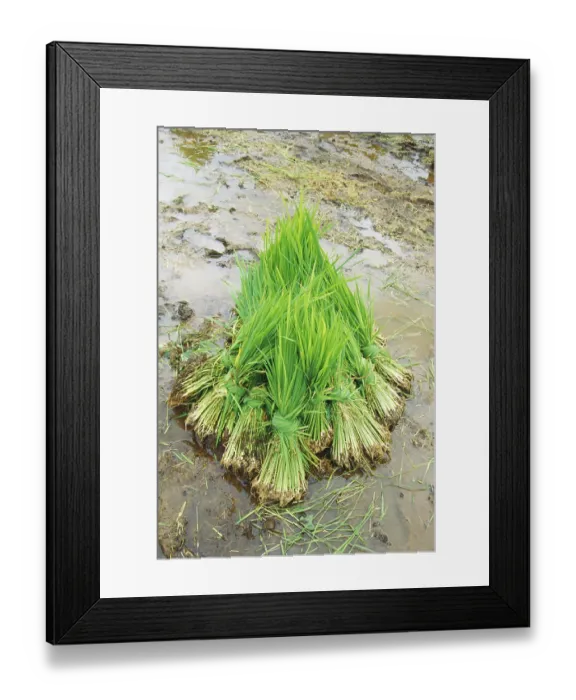 Framed Print : Rice plant storage before farming Framed Print : Rice plant storage before farming