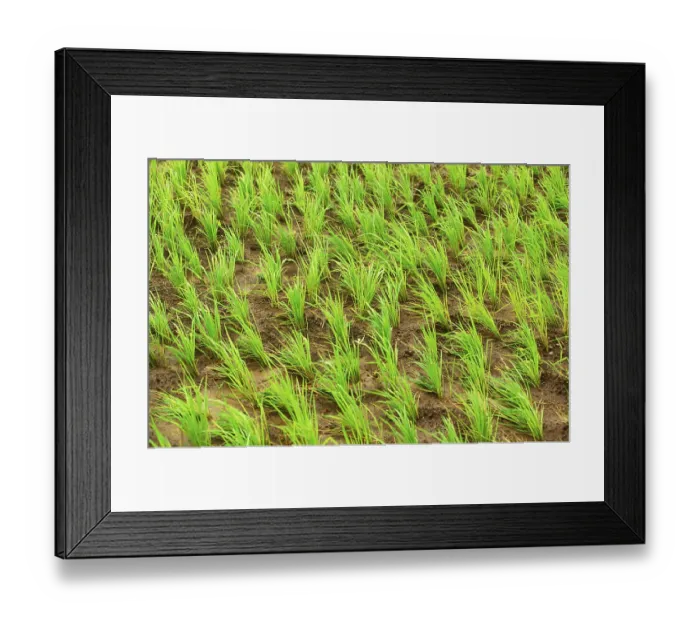 Framed Print : Paddy field close ups of rice crop Framed Print : Paddy field close ups of rice crop
