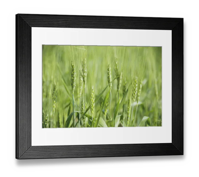 Framed Print : Wheat crops in field, India