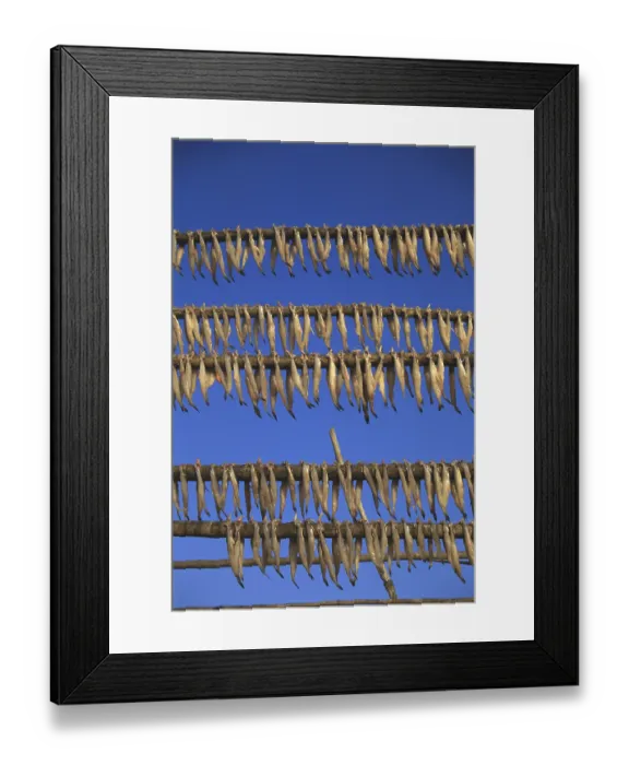 Framed Print : Fish Bombil drying at Uttan, Bombay Mumbai