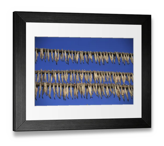 Framed Print : Fish Bombil drying at Uttan, Bombay Mumbai