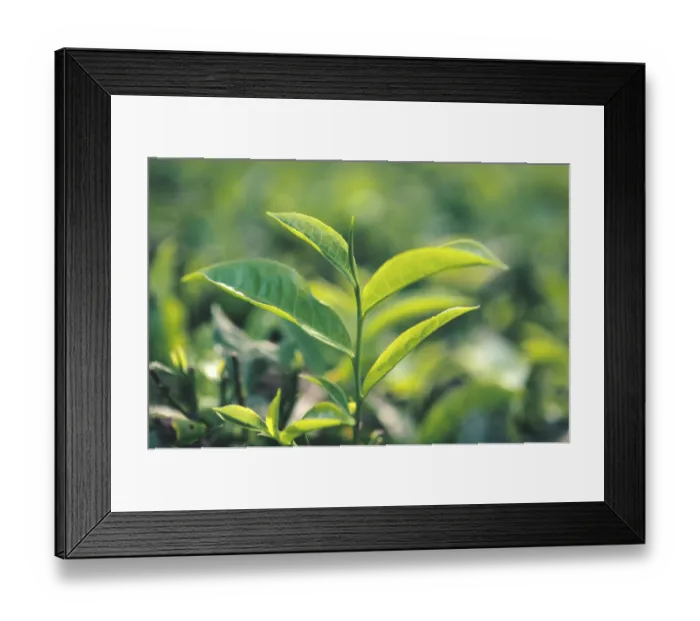 Framed Print : Tea leaves in garden, Tamil Nadu, India Framed Print : Tea leaves in garden, Tamil Nadu, India