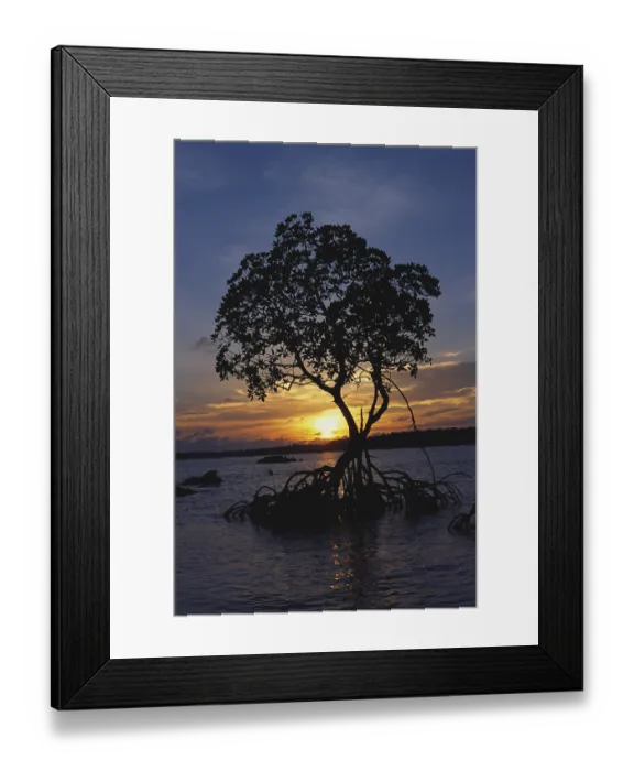 Framed Print : Sunset mangrove in Chiriyatapu Framed Print : Sunset mangrove in Chiriyatapu
