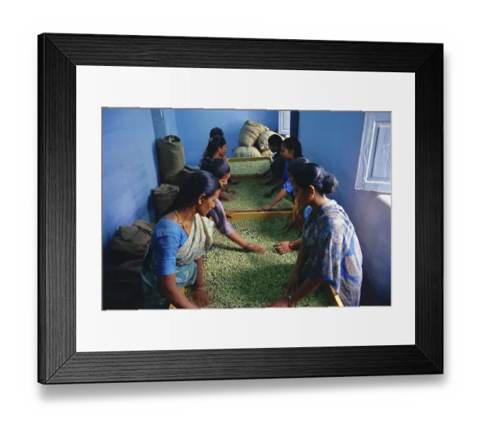 Framed Print : Cardamom being graded, India