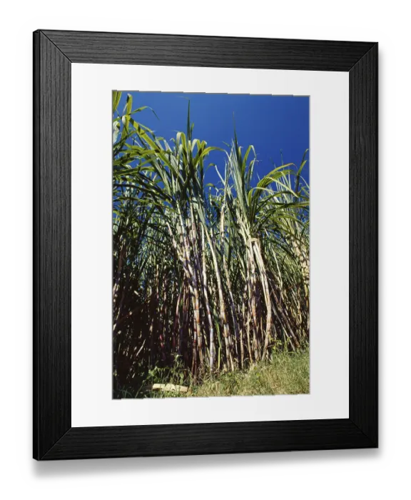 Framed Print : Sugarcane crops in field, India