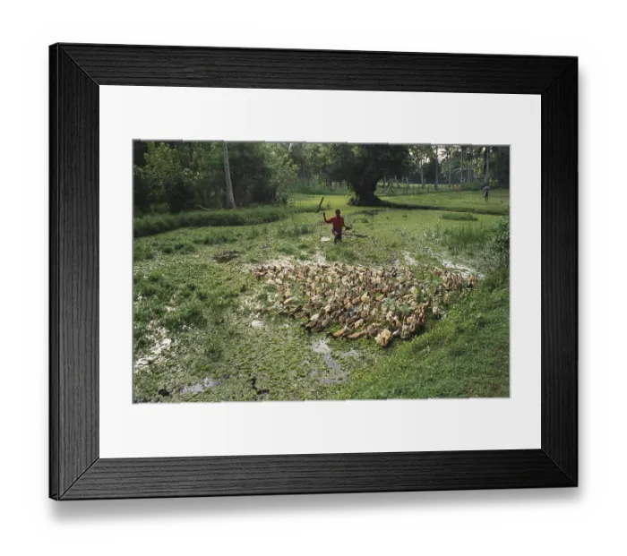 Framed Print : Birds, ducks herding, Kuttanad, Kerala, India