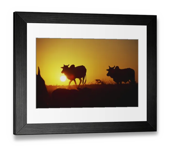 Framed Print : Sunset and cows walking, Melghat