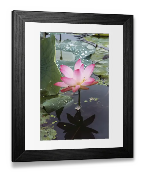 Framed Print : Lotus Indian nelumbo nucifera, India