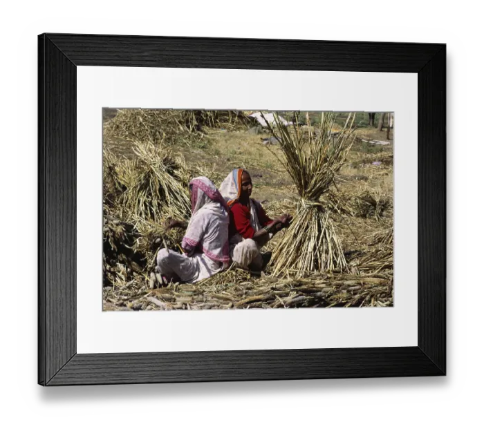Framed Print : Harvesting bajra, India Framed Print : Harvesting bajra, India