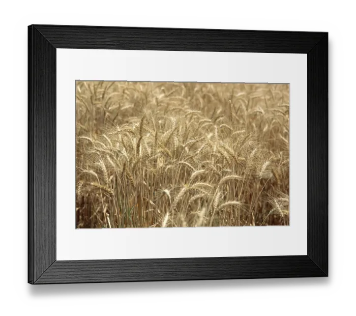 Framed Print : Wheat crops ready for harvest in field, India