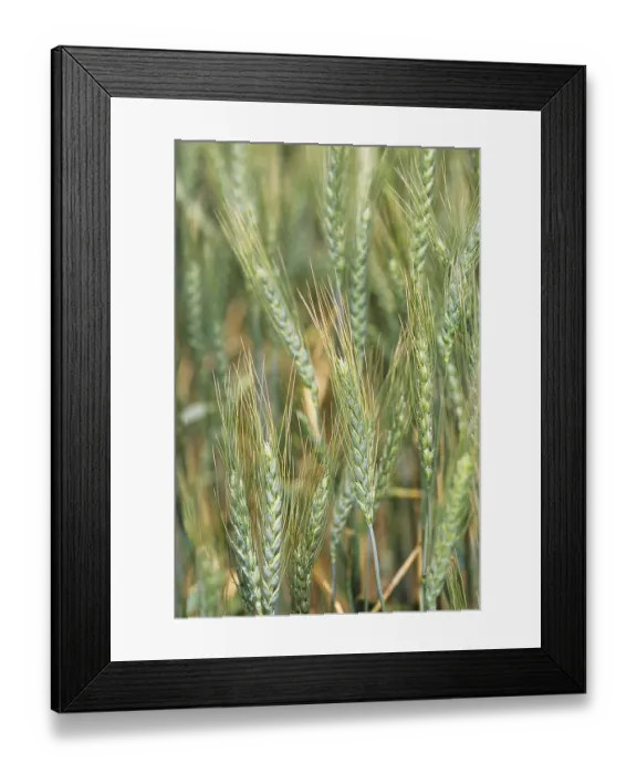 Framed Print : Wheat crops in field, India Framed Print : Wheat crops in field, India