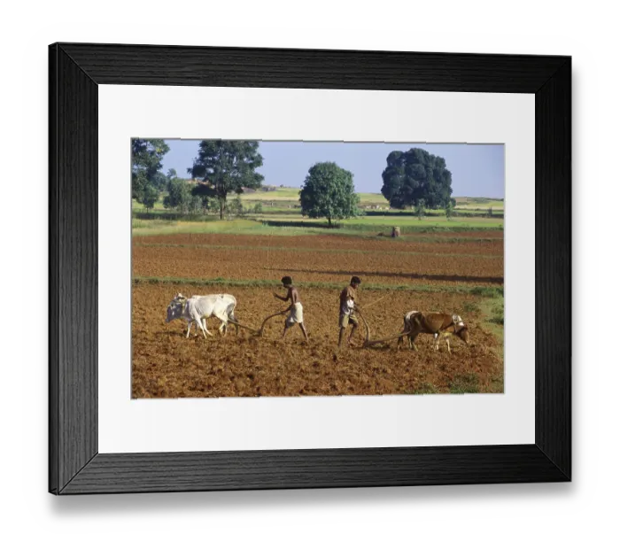 Framed Print : Farmers ploughing field using oxen, Orissa, India