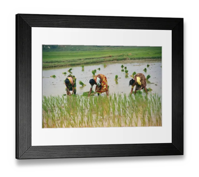 Framed Print : Lady planting in rice in paddy field, India