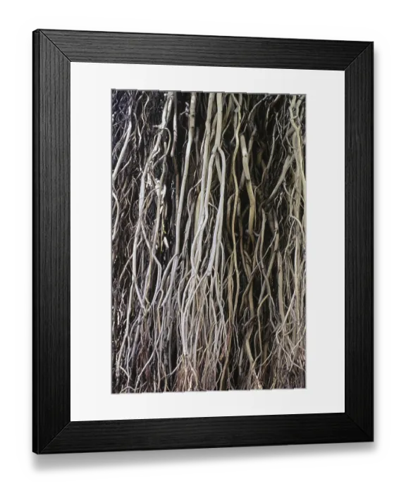 Framed Print : Descending view of fig tree, Pune