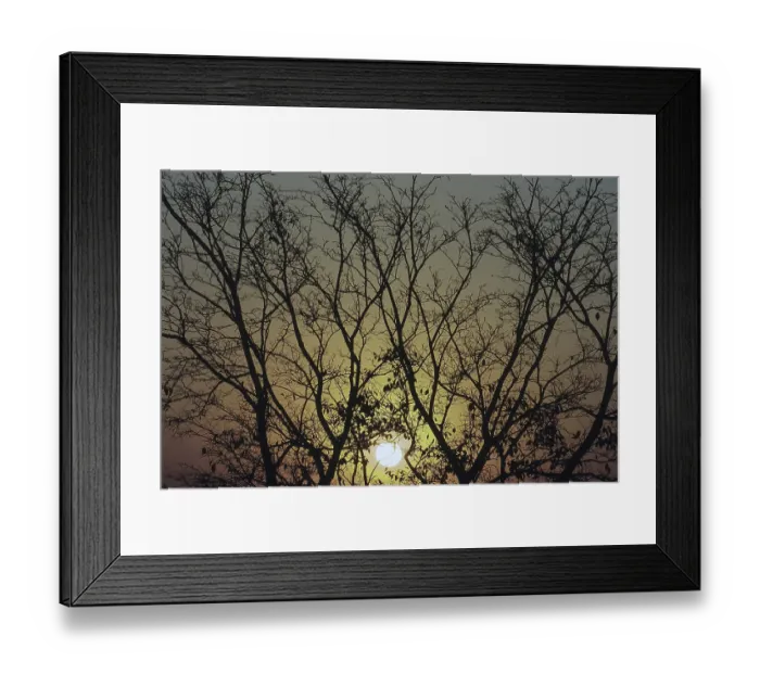 Framed Print : Sunset behind silhouetted tree branches