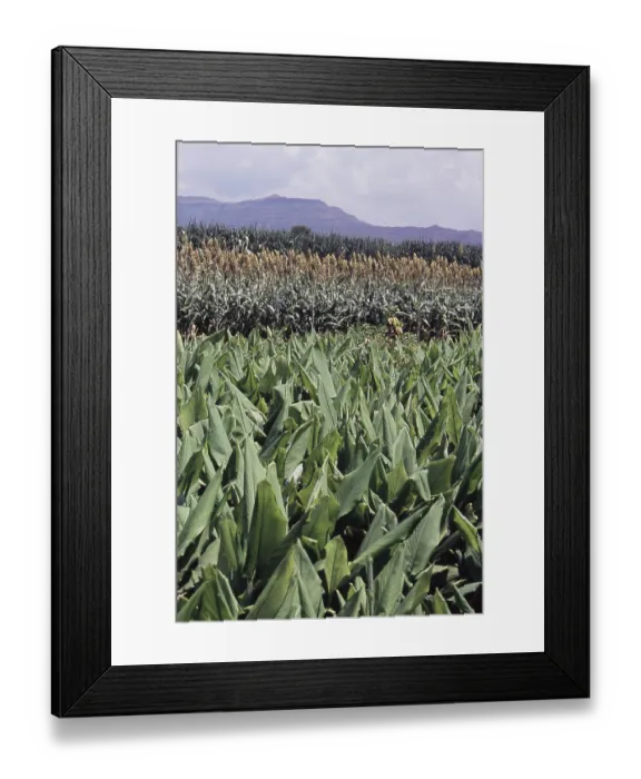 Framed Print : Golden Crop and Turmeric Plant