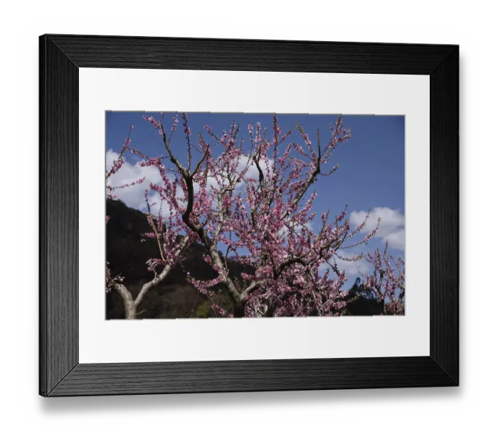 Framed Print : Peach tree, kasauli, himachal pradesh, India, Asia