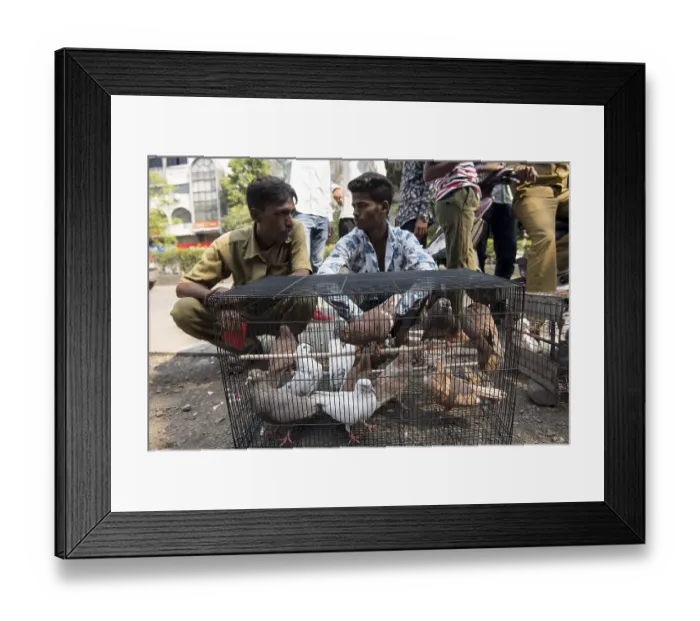 Framed Print : Pigeons in cage, pigeons market Framed Print : Pigeons in cage, pigeons market