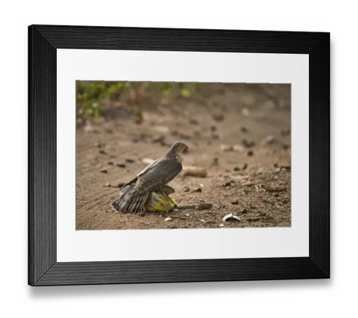 Framed Print : Eurasian sparrow hawk attacking Treron phoenicoptera