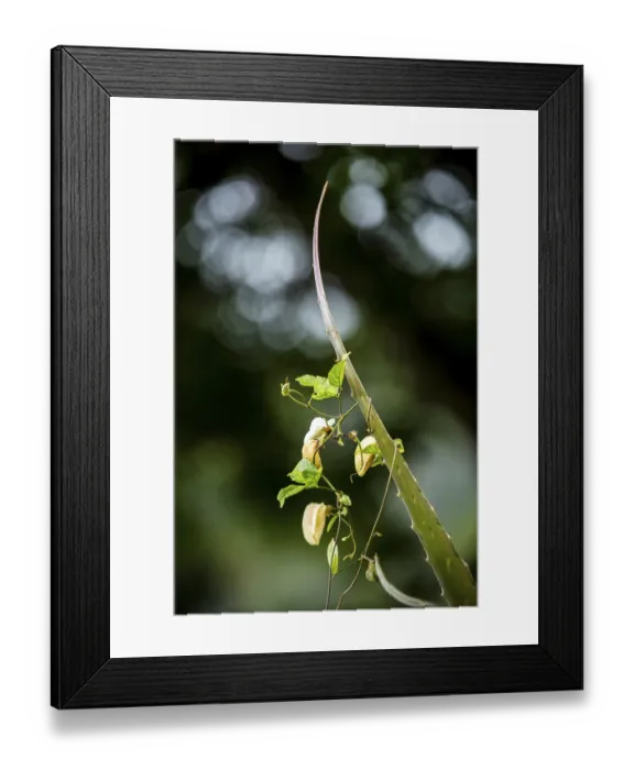 Framed Print : Pineapple (Ananas comosus), Pineapple plant with climbing orchid