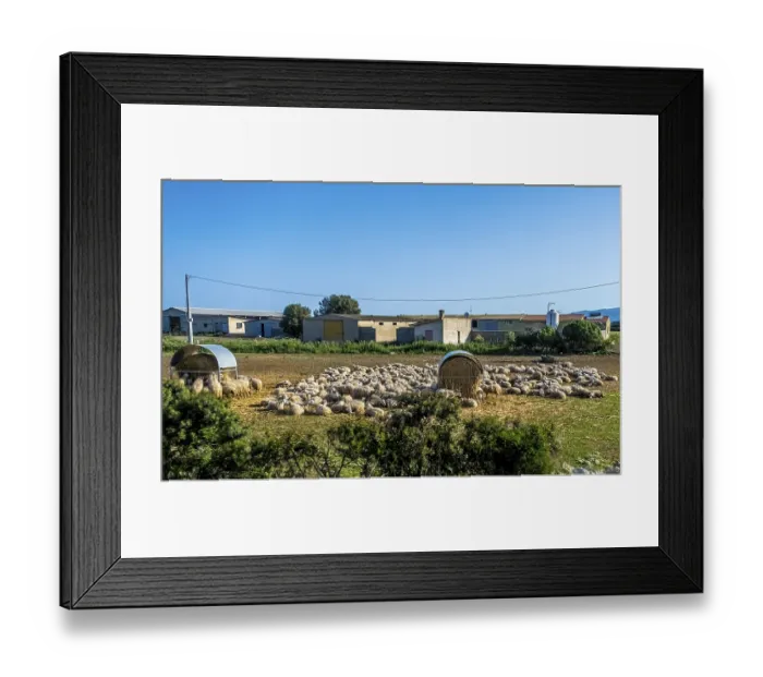 Framed Print : Sardinia, A flock of sheep lying in the sun
