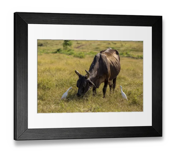 Framed Print : Cattle with cattle egrets Valle de los Ingenios Framed Print : Cattle with cattle egrets Valle de los Ingenios