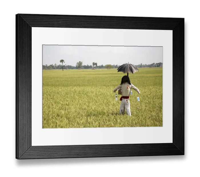 Framed Print : Scarecrow in paddy field, Tamil Nadu, India