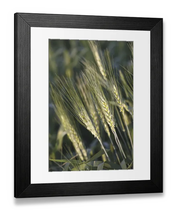 Framed Print : Grain, crop of wheat Gehun Triticum aestivum in field