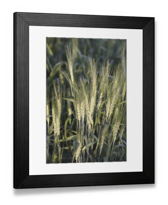 Framed Print : Grain, crop of wheat Gehun Triticum aestivum in field