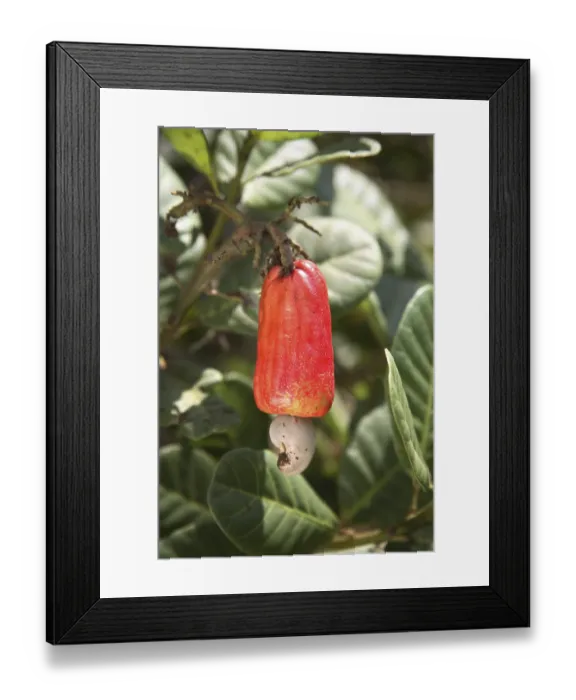 Framed Print : Red Cashew fruit with cashew seed on the plant