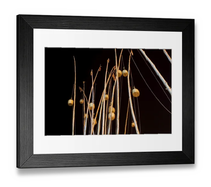 Framed Print : Bamboos with hanging something on dev diwali festival