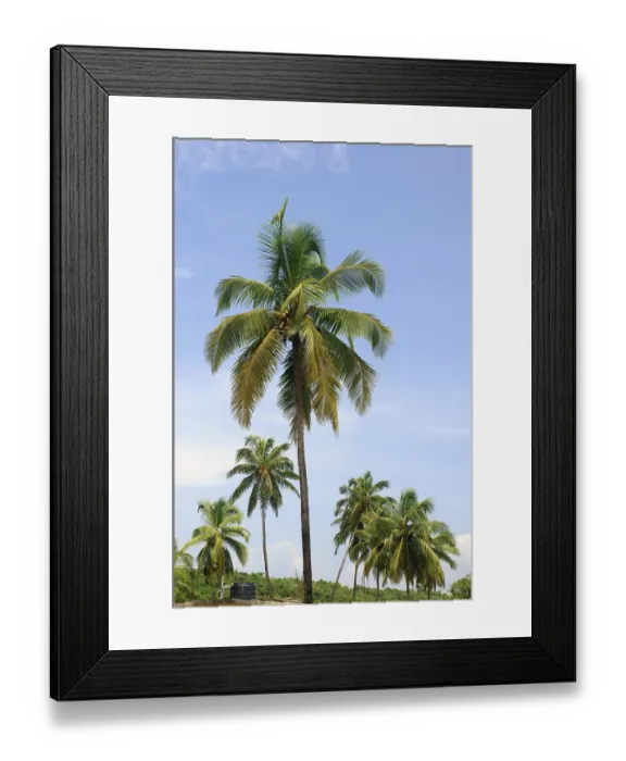 Framed Print : Coconut trees Baga Beach Goa Maharashtra India Asia September 2010