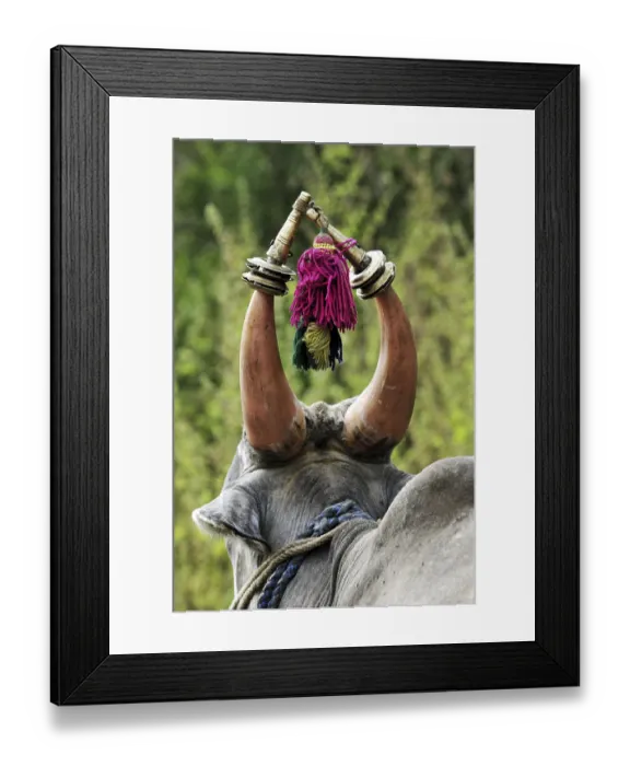 Framed Print : Bull Hampi Karnataka India Asia Oct 2010 Framed Print : Bull Hampi Karnataka India Asia Oct 2010