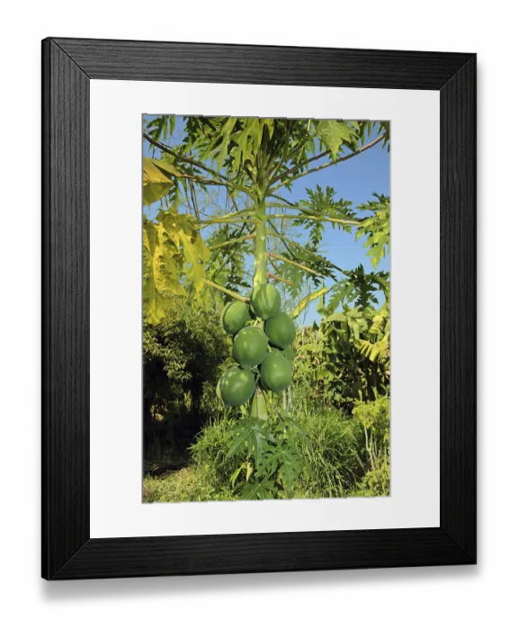 Framed Print : Organic farming of papaya Nemawar Madhya Pradesh India Framed Print : Organic farming of papaya Nemawar Madhya Pradesh India