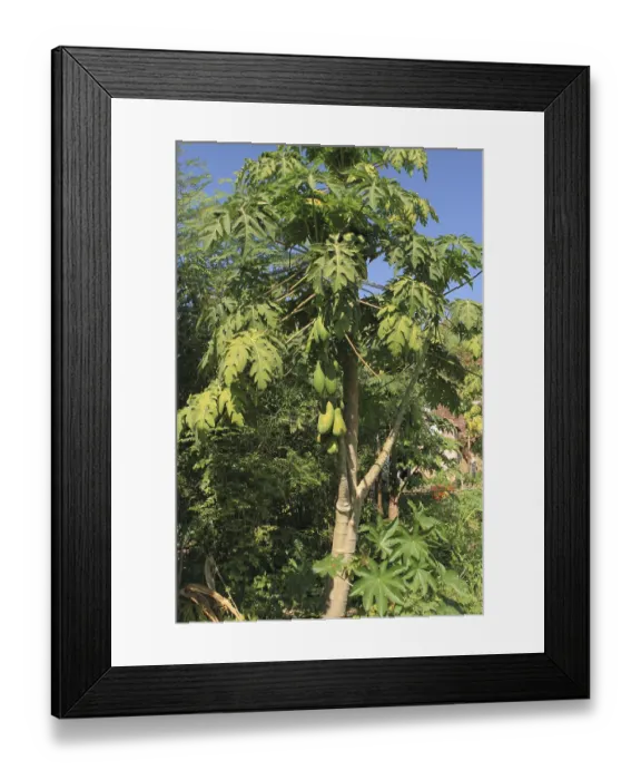 Framed Print : Papaya tree Grown with organic farming at nemawar Madhya Pradesh India